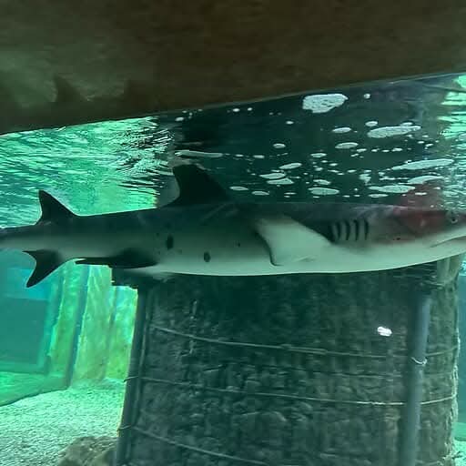 Hurghada Aquarium